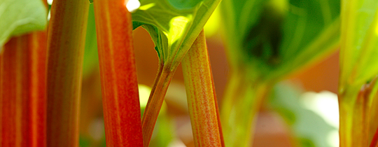 Rhubarb – Prairie Grown