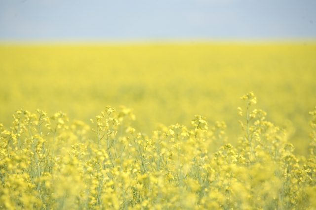 Queen Elizabeth II Diamond Jubilee Medal Awarded to Three Passionate and Persistent Canola Growers