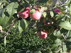 Apples in the Orchard | www.canolaeatwell.com