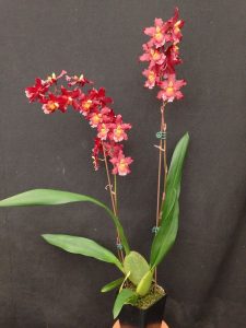 Orchid | www.canolaeatwell.com
