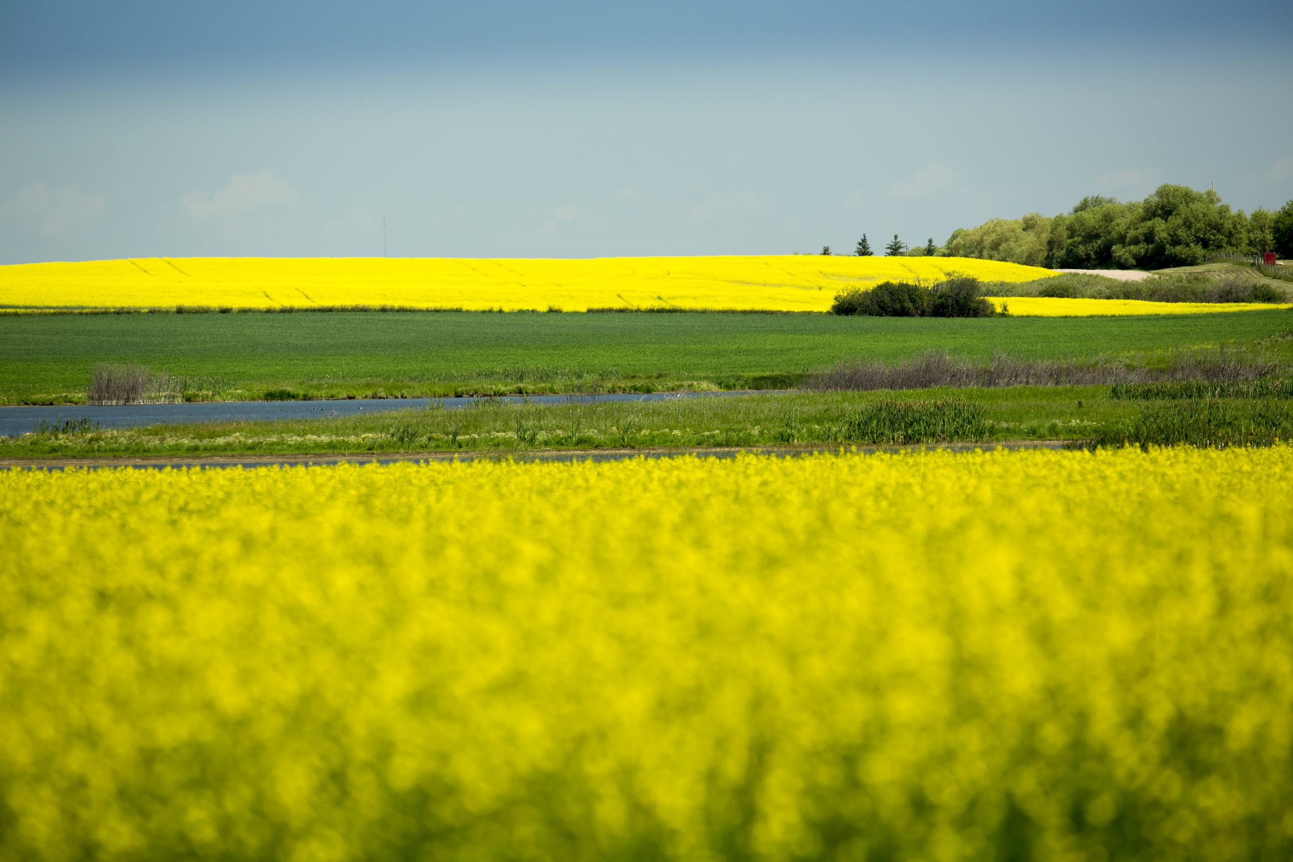 How canola helps the environment