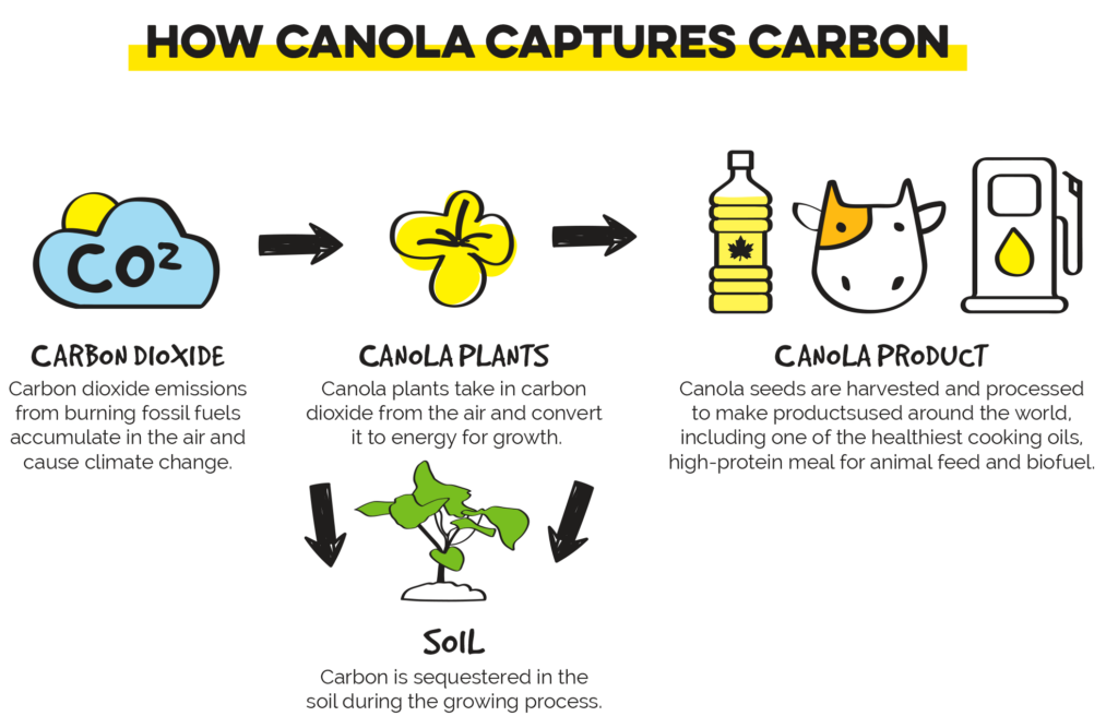How canola captures carbon